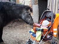Kind und Pony